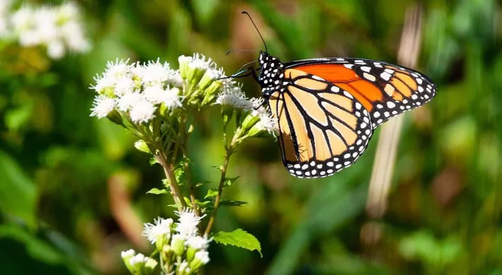 5 declining species monarch