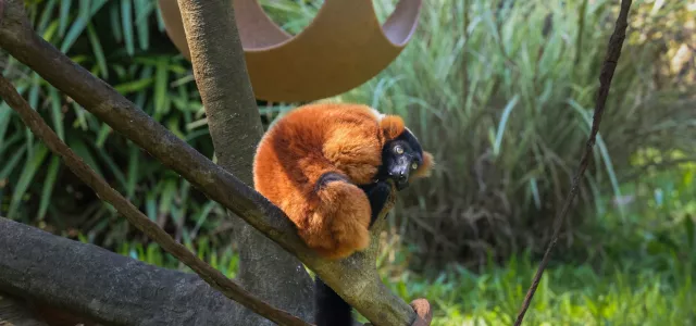 Lemur Island Habitat