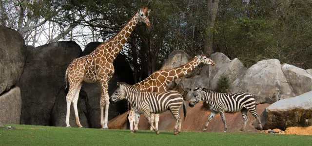 two giraffes and two zebras
