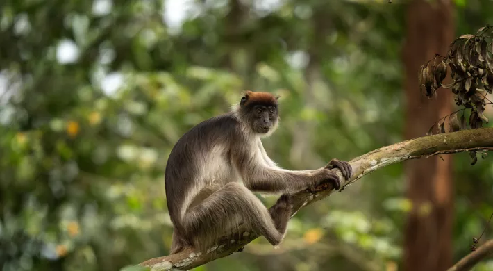 Red Colobus monkey sitting on a branch in the wild.