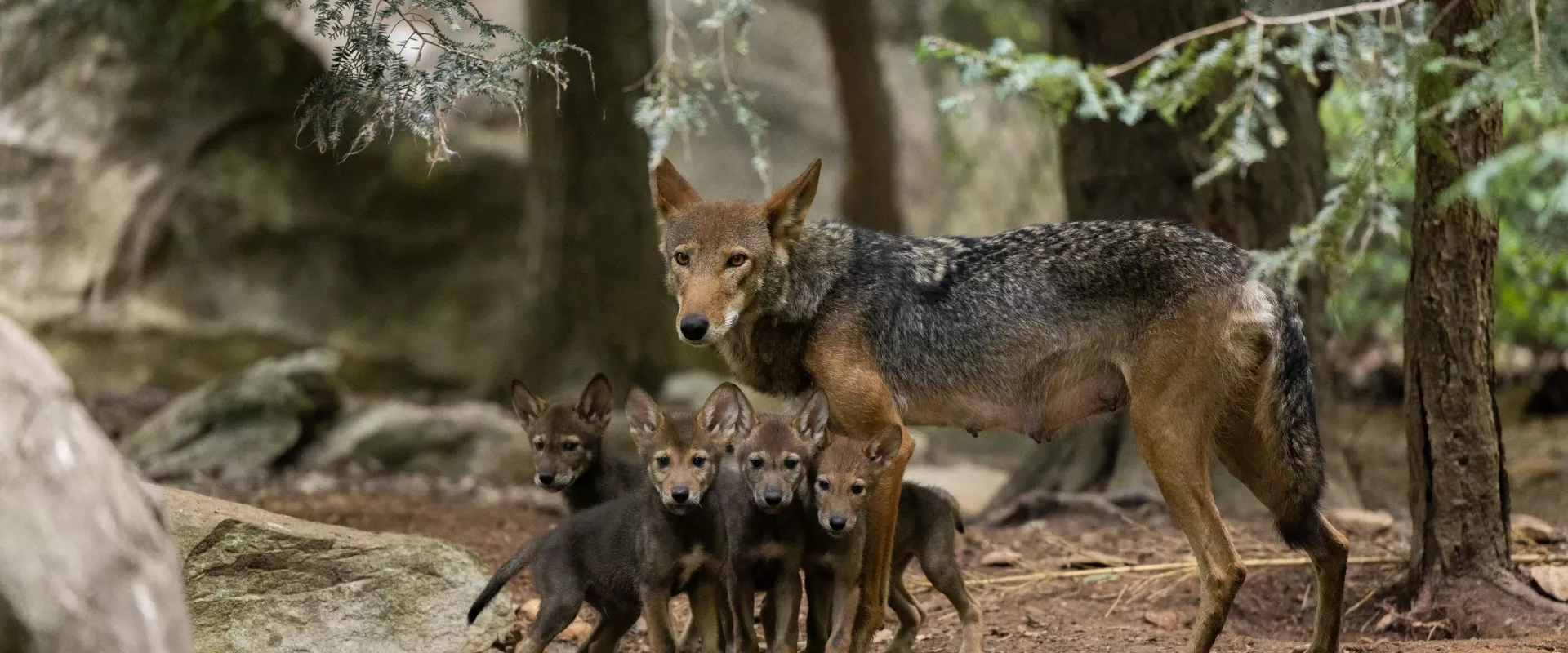 Conserving North Carolina’s Red Wolves