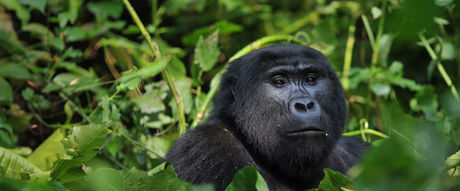 Saving Gorillas Across Africa