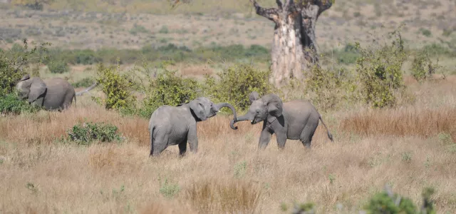 conservation elephants