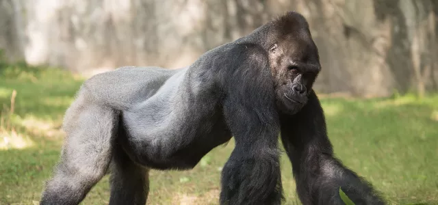 Silverback gorilla, Mosuba, walking on his knuckles.