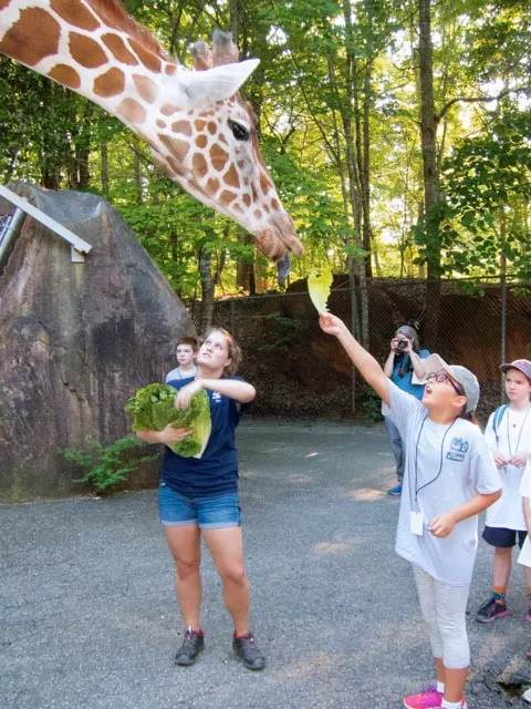 Wildlife Science Camp giraffe feeding