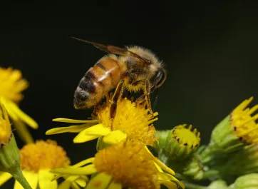 A western honey bee collecting pollen from a yellow flower.
