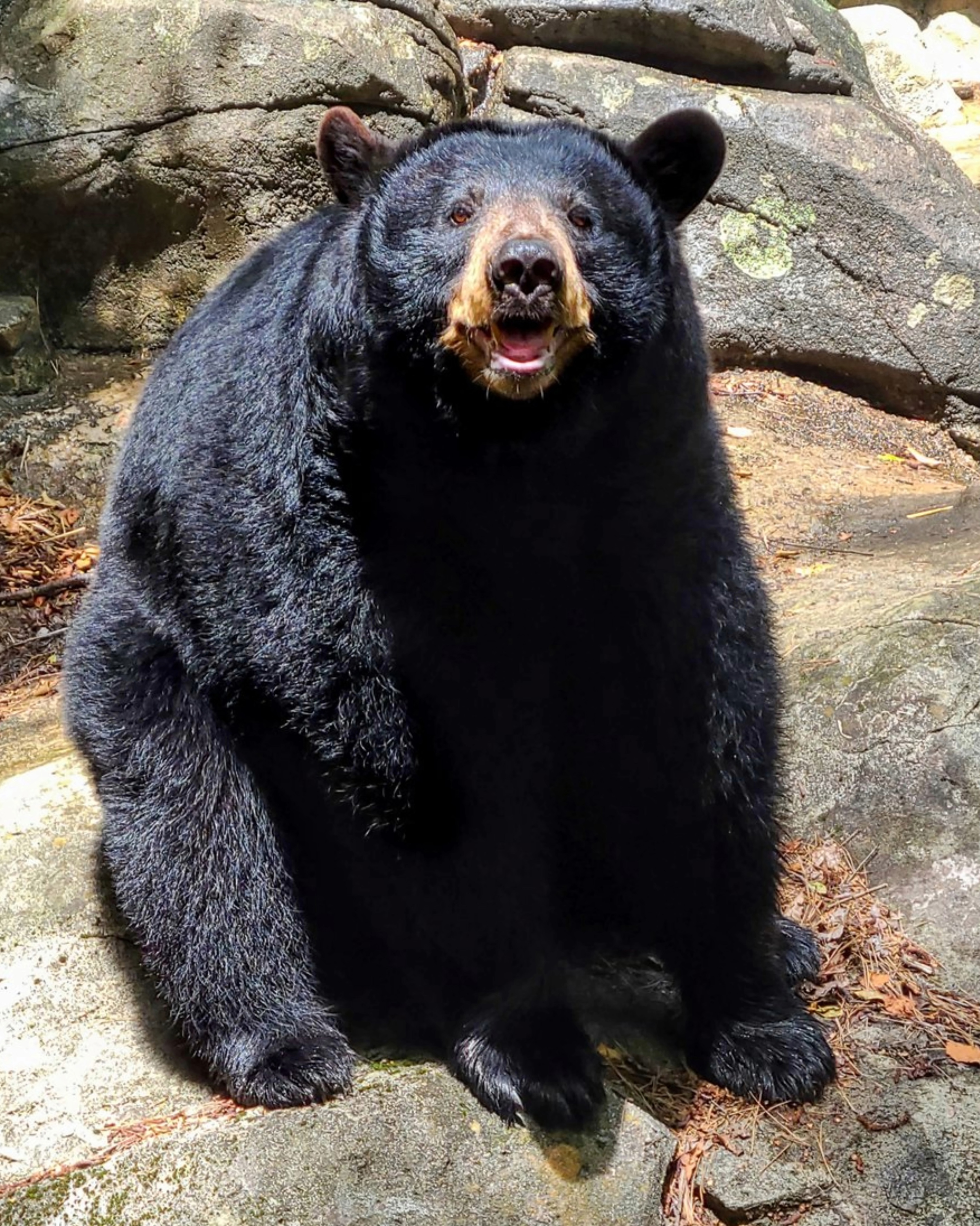 black-bear-habitat-2