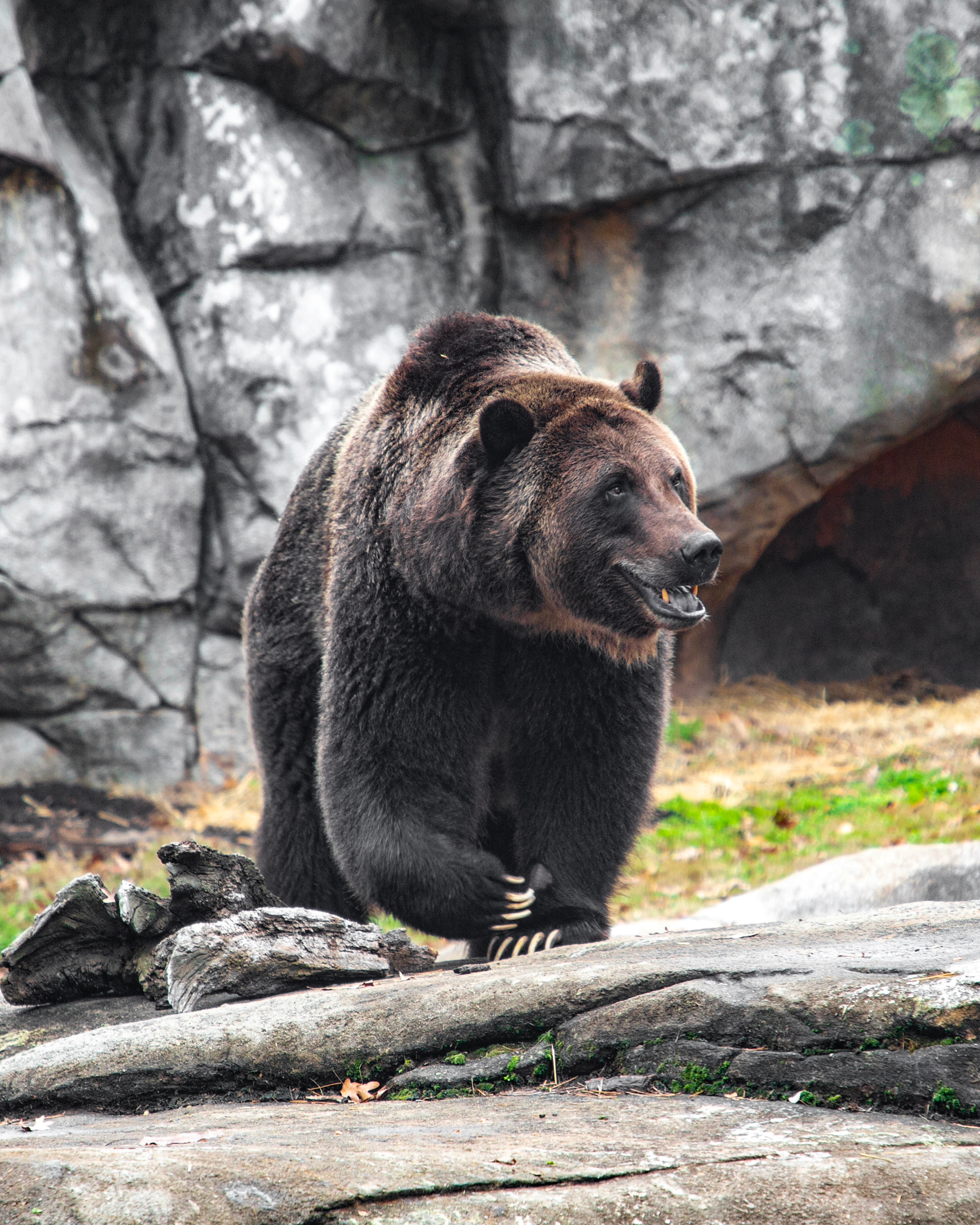 grizzly-bear-habitat-2