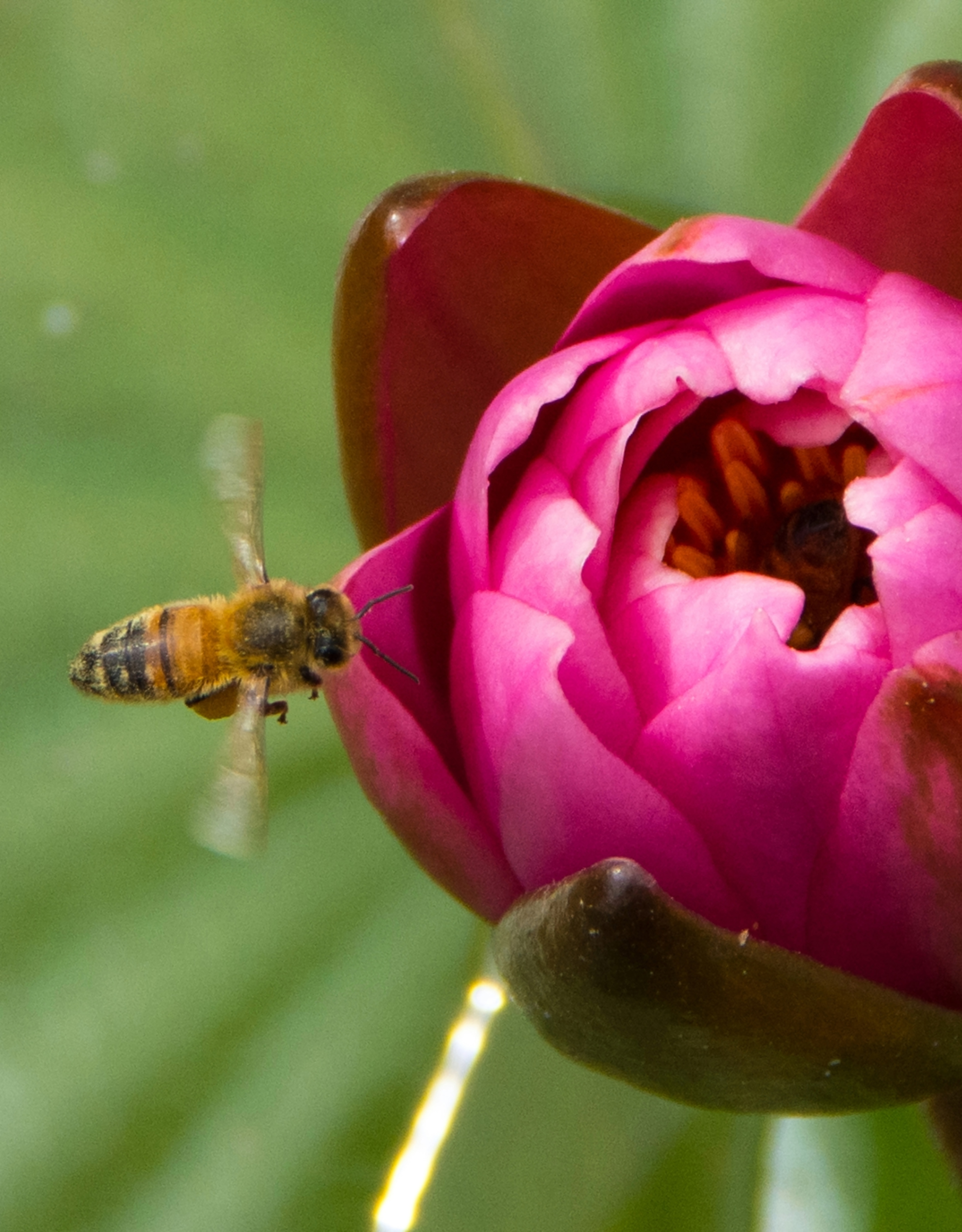 honey-bee-garden-2