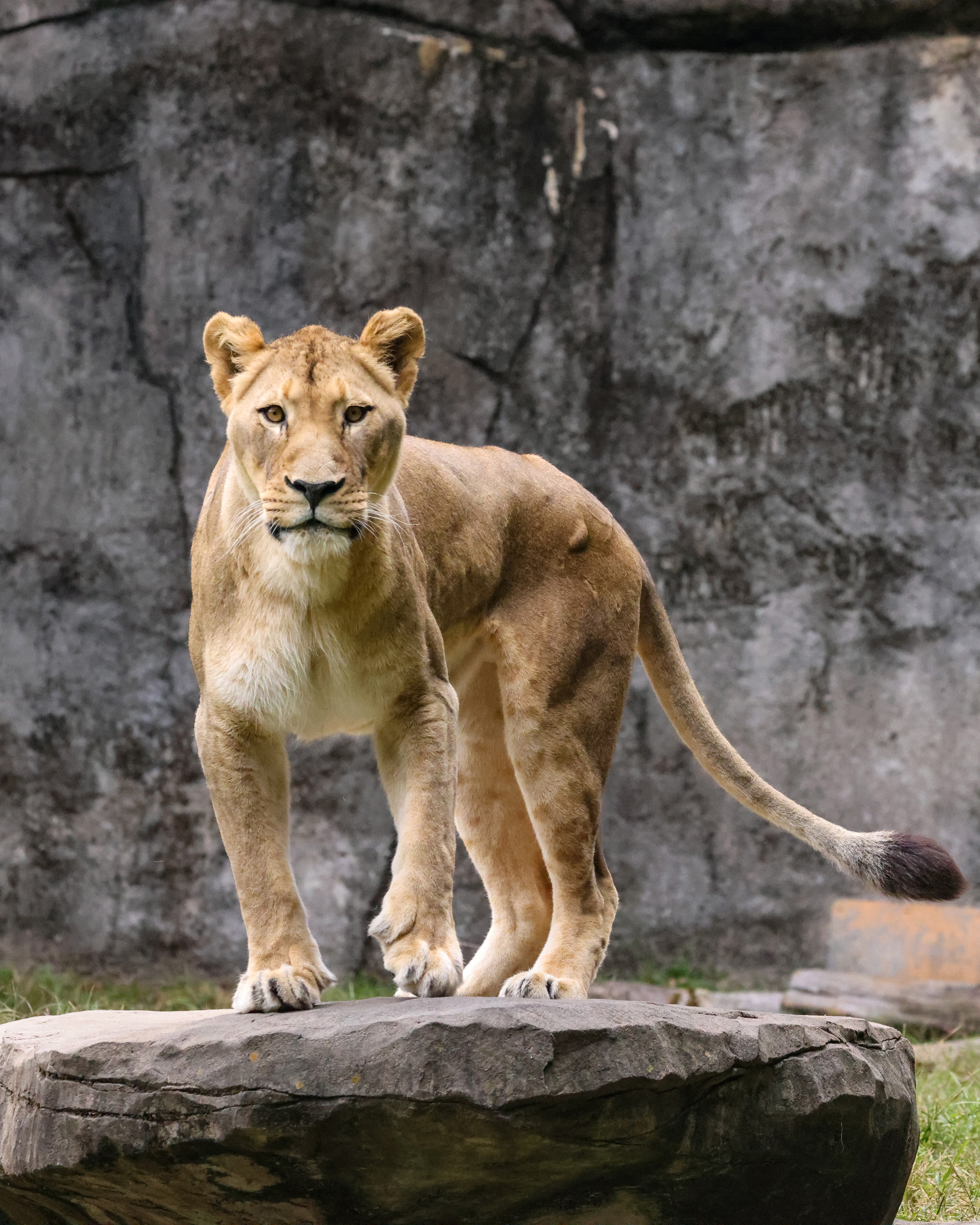 african-lion-habitat
