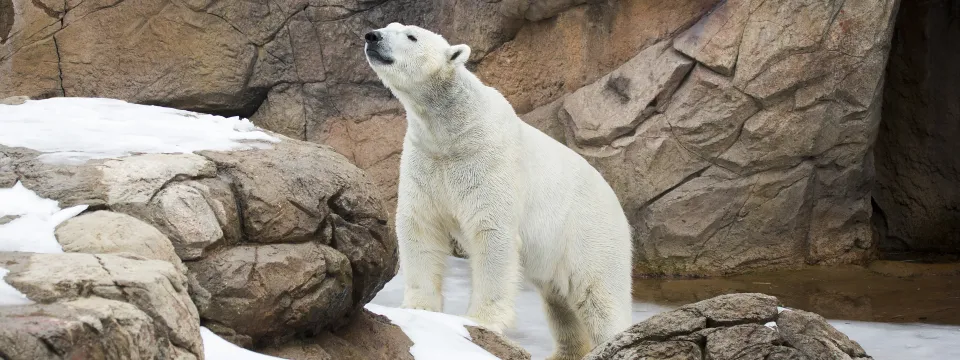 Polar bear on snowy rock