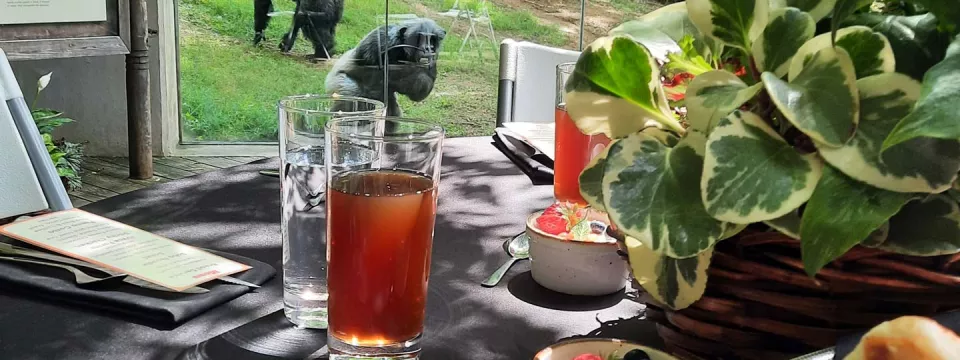 catering table next to chimpanzee habitat