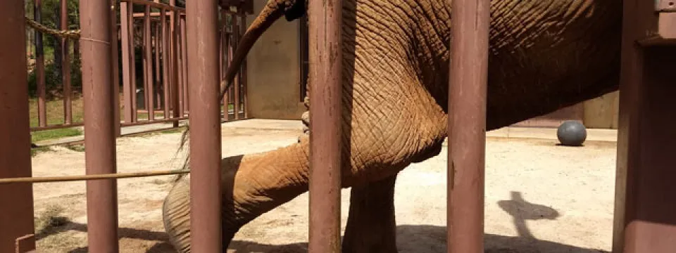 A close-up view of a portion of a large animal, likely an elephant, showing its wrinkled leg and foot with a small, light blue ball and yellow string resting near its toes on sandy ground.
