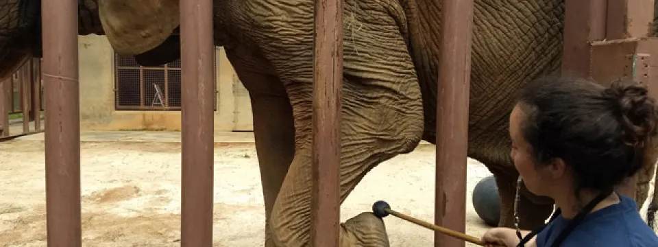 A female animal keeper is interacting with a large African Elephant through the vertical brown bars of its enclosure. The keeper, wearing a blue uniform shirt, holds a long, slender tool with a rounded tip and is focused on the elephant's left front foot, which is positioned near the bars. The elephant's heavily wrinkled skin and large leg are the focus, with a dirt and concrete enclosure visible in the background.