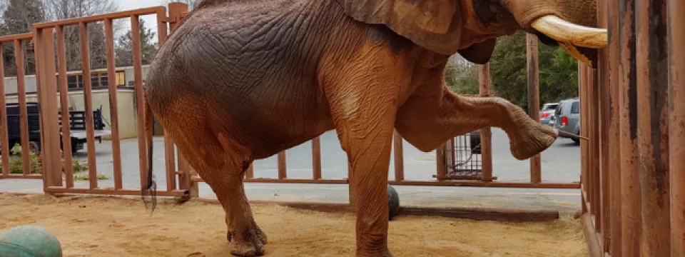 A large, reddish-brown African Elephant stands in a dirt and sand enclosure, leaning against a tall, brown vertical metal barrier on the right. The elephant has large tusks and its right front leg is raised, resting against the fence. A large green ball is visible on the ground to the left, and a building and vehicles are visible outside the enclosure in the distance.