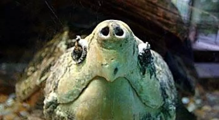 An Alligator Snapping turtle