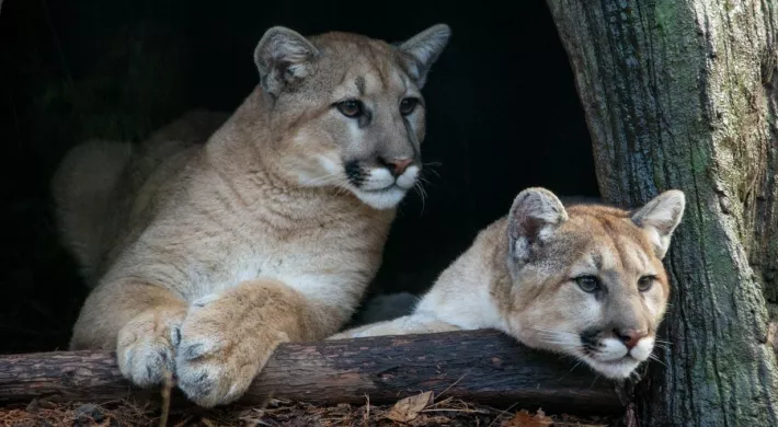 Two cougar