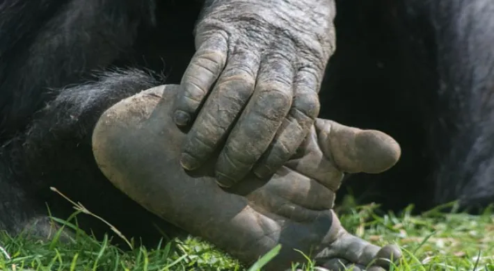 Close up of ape hands and feet as the ape holds its foot against a bed of bright green grass.