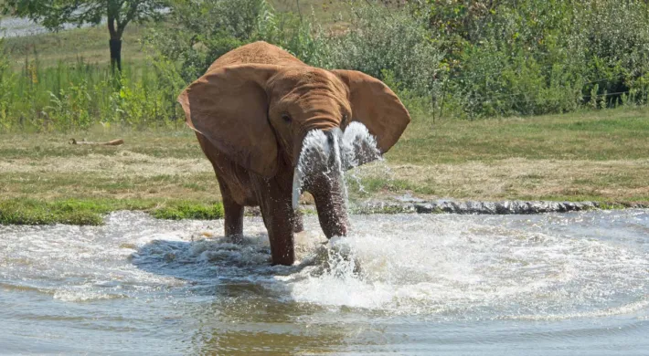Elephant standing in pool splashing water