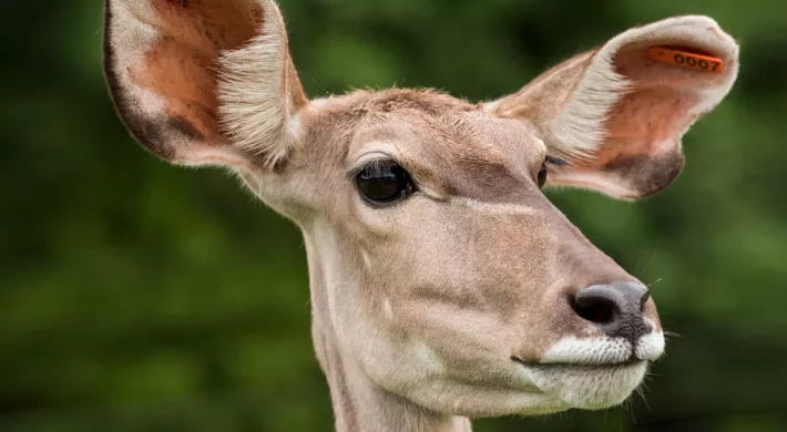 Kudu Twix up close
