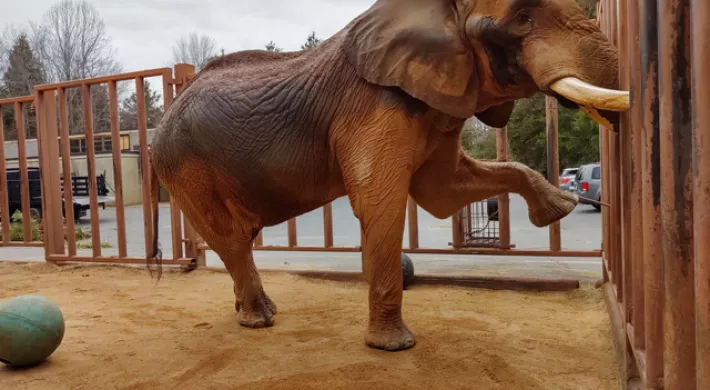 C'sar elephant yoga training left front forward