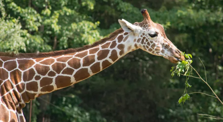 Leia giraffe eating leaves from a tree branch