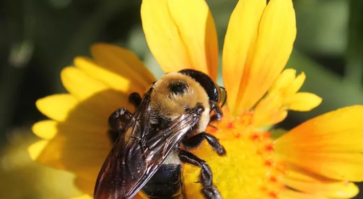 Large yellow and black Carpenter Bee close up on a bright yellow Blanket Flower that has long, narrow petals.
