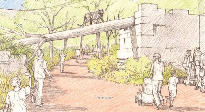 NC Zoo Tiger Walk Planned for Asia