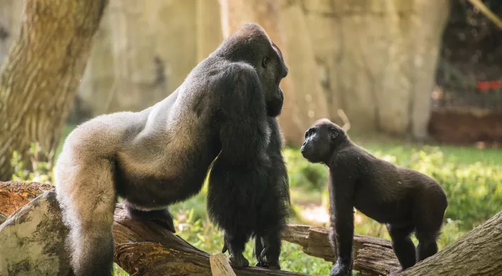 Gorilla Mosuba with baby