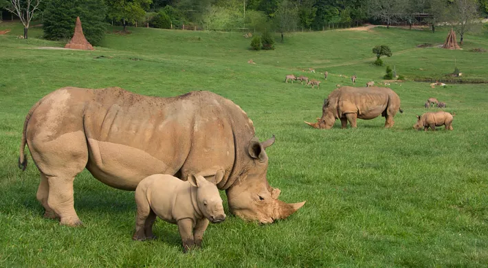 Mom Kit and Baby Bonnie Southern White Rhinos