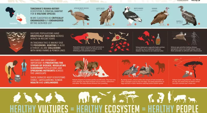 vulture conservation count graphic
