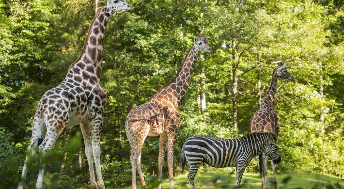 Three giraffes and zebra