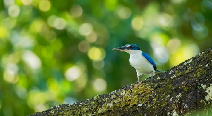 A vibrant White-Collared Kingfisher, with iridescent blue wings and a white belly, is perched on a mossy tree branch. Its dark beak points to the left. The background is a soft blur of bright green foliage.