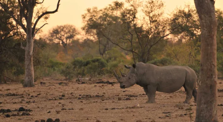 A large grey rhino stands alone, nibbling on grass in the middle of a wide plain that is sprinkled with trees and patches of tall grass as the sun sets in the background.