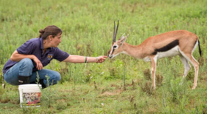 Photo of a keeper crouched down in a vast, green field reaching out and gently feeding a Thompson's Gazelle.