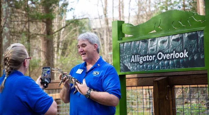 A woman with a blonde braid and blue shirt stands holding and a cellphone facing and seemingly recording an older man in a blue shirt that is holding a small, brown and tan baby Alligator. They are on a wooden deck in front of a green sign with an image of an Alligator and text that reads "Alligator Overlook".