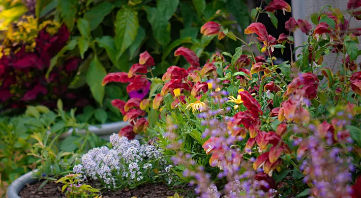 A collection of mixed plants, flowering with vibrant colors that attract pollinators