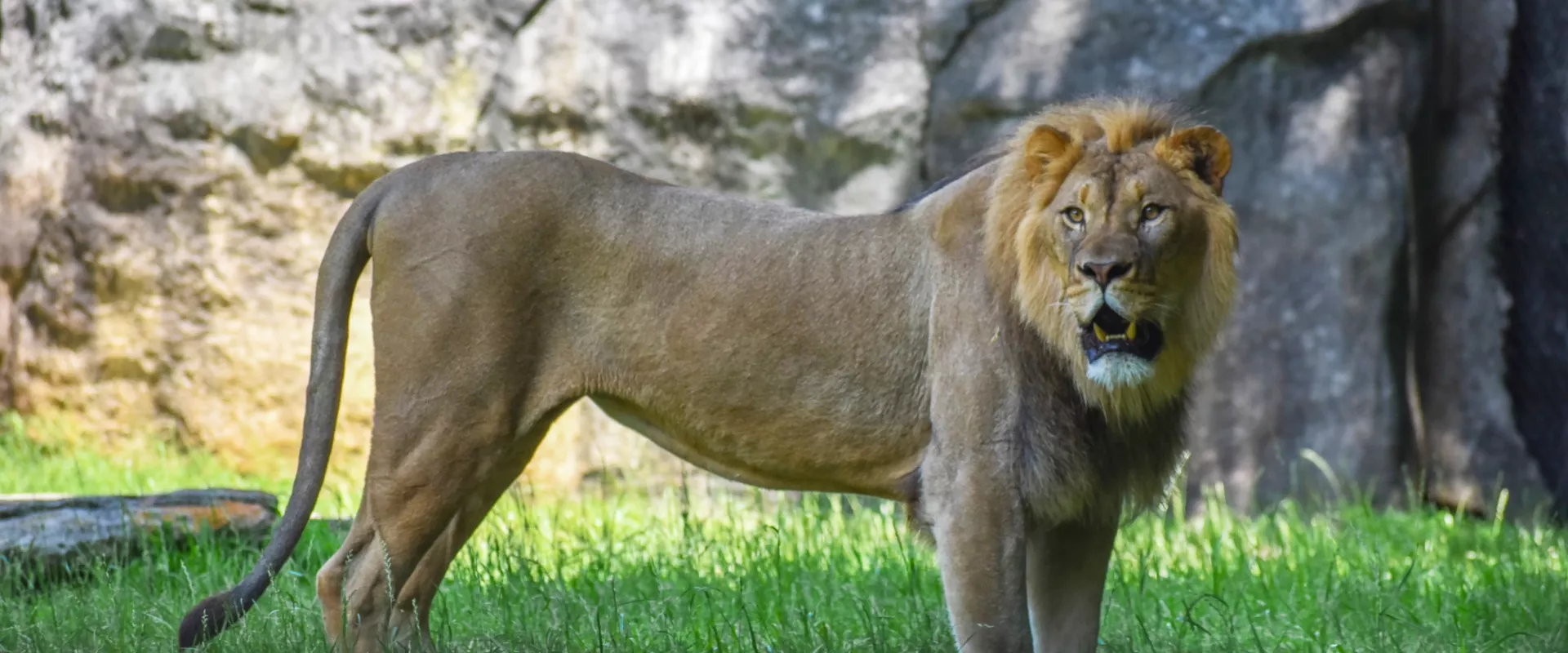 African Lion Habitat