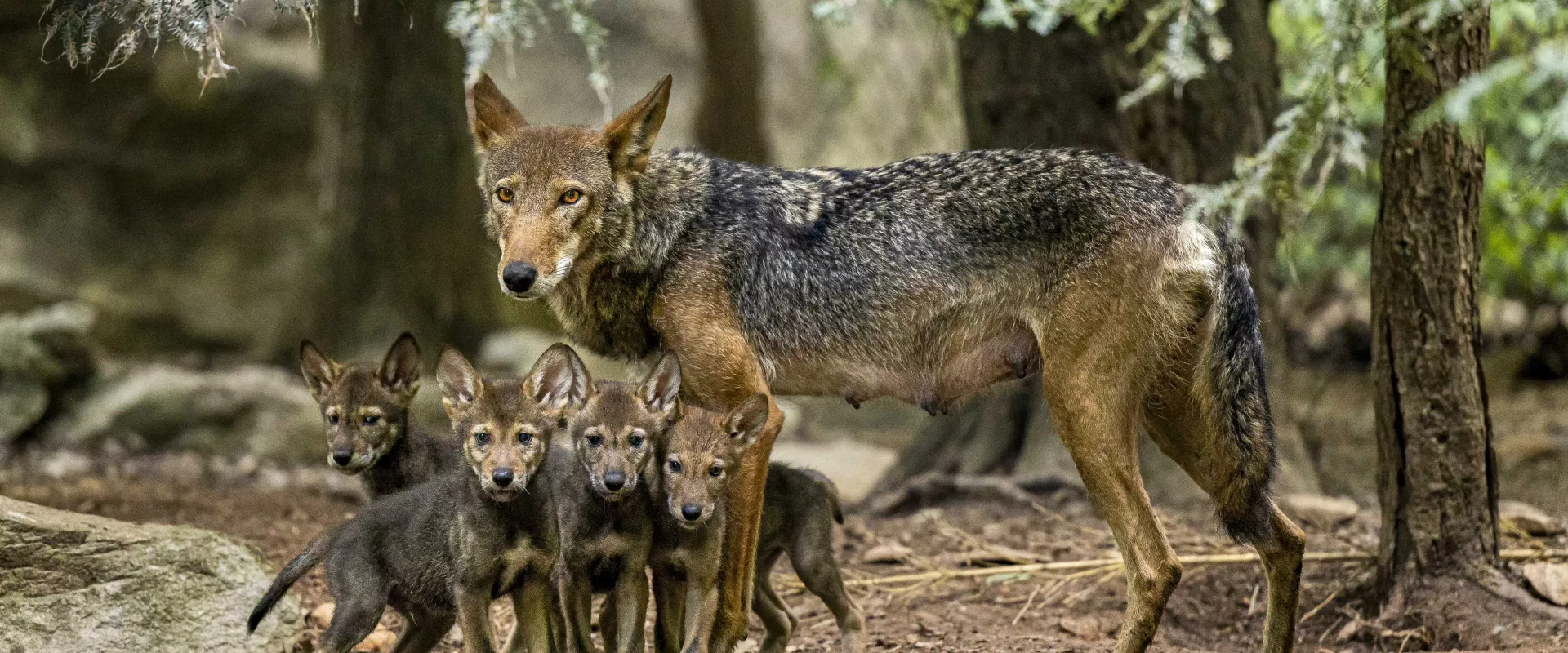 Carolina Canid Conservation: What is an American Red Wolf?