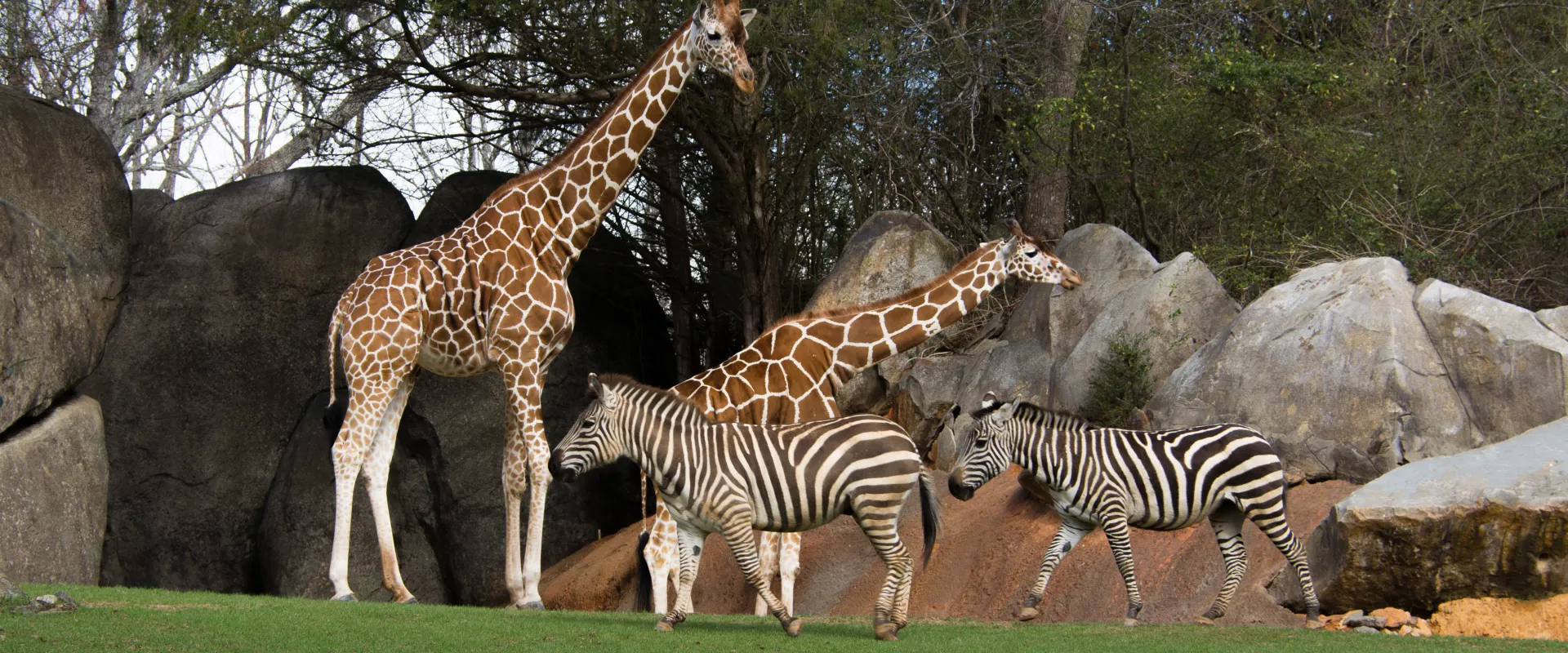 Zebra Ostrich and Giraffe Habitat