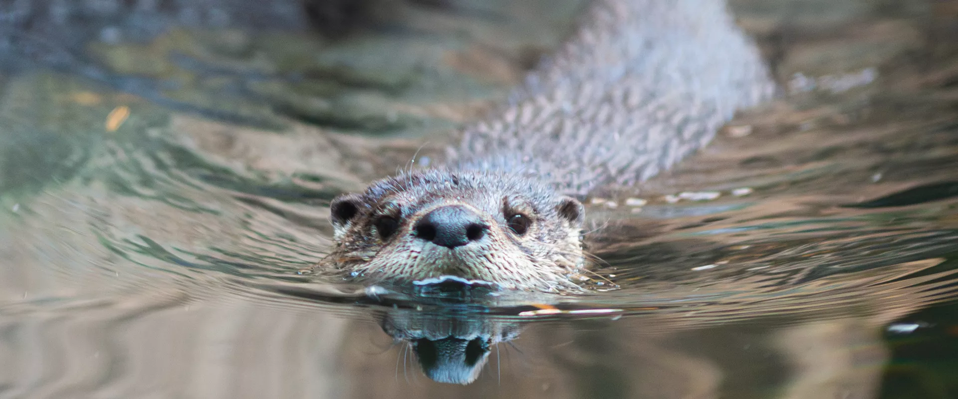 North American  River Otter