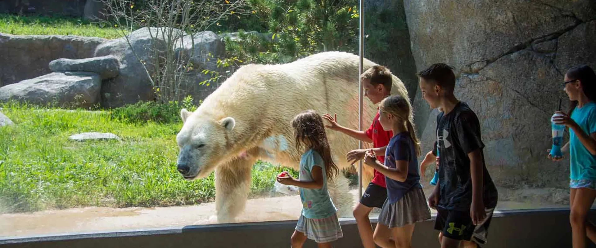 A large, white Polar Bear in a grassy, tundra habitat walks on all fours next to a large glass window. A group of five children walk next to her on the other side of the glass, reaching out towards her.
