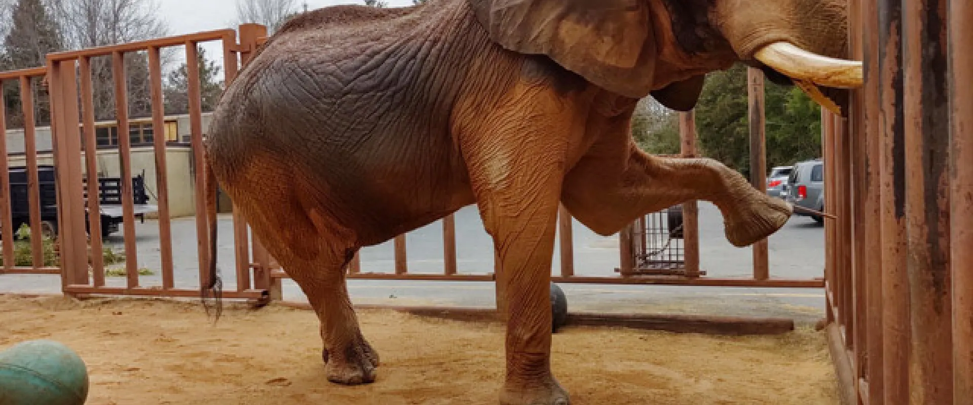 A large, reddish-brown African Elephant stands in a dirt and sand enclosure, leaning against a tall, brown vertical metal barrier on the right. The elephant has large tusks and its right front leg is raised, resting against the fence. A large green ball is visible on the ground to the left, and a building and vehicles are visible outside the enclosure in the distance.
