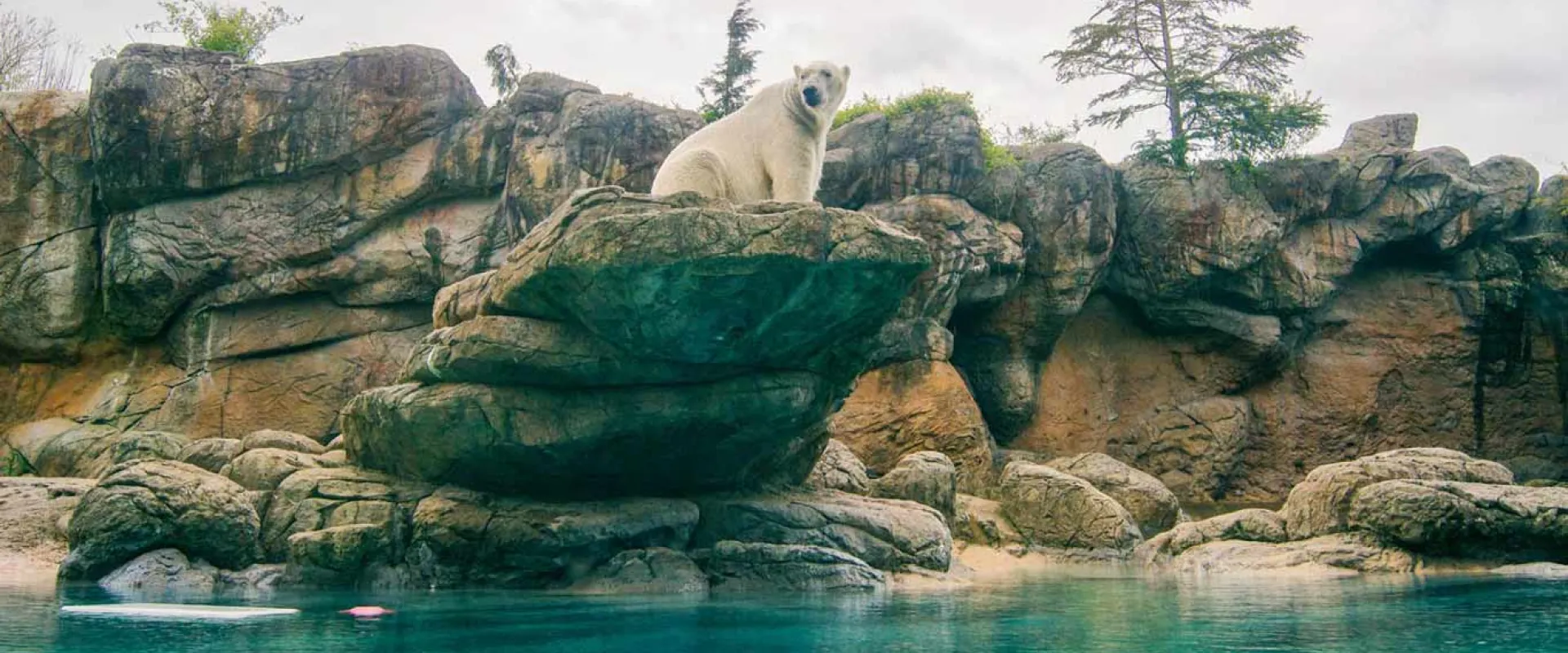A polar bear is sitting on a large, stacked rock formation overlooking an enclosure with turquoise water below. The background is a large, rocky wall and trees under a cloudy sky.