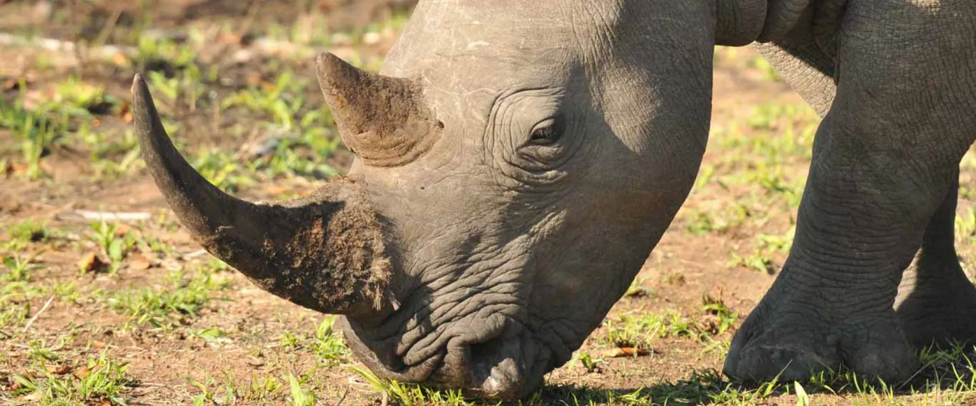 Closeup of a Rhinoceros head bent down and grazing on some grass in an open field, its sharp primary horn and smaller, secondary horn are prominently displayed on its nose.