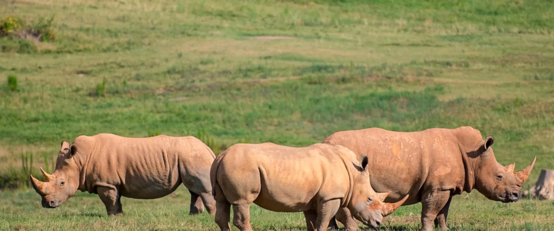 Three southern white rhinos standing in the lush green fields of the Watani Grasslands.