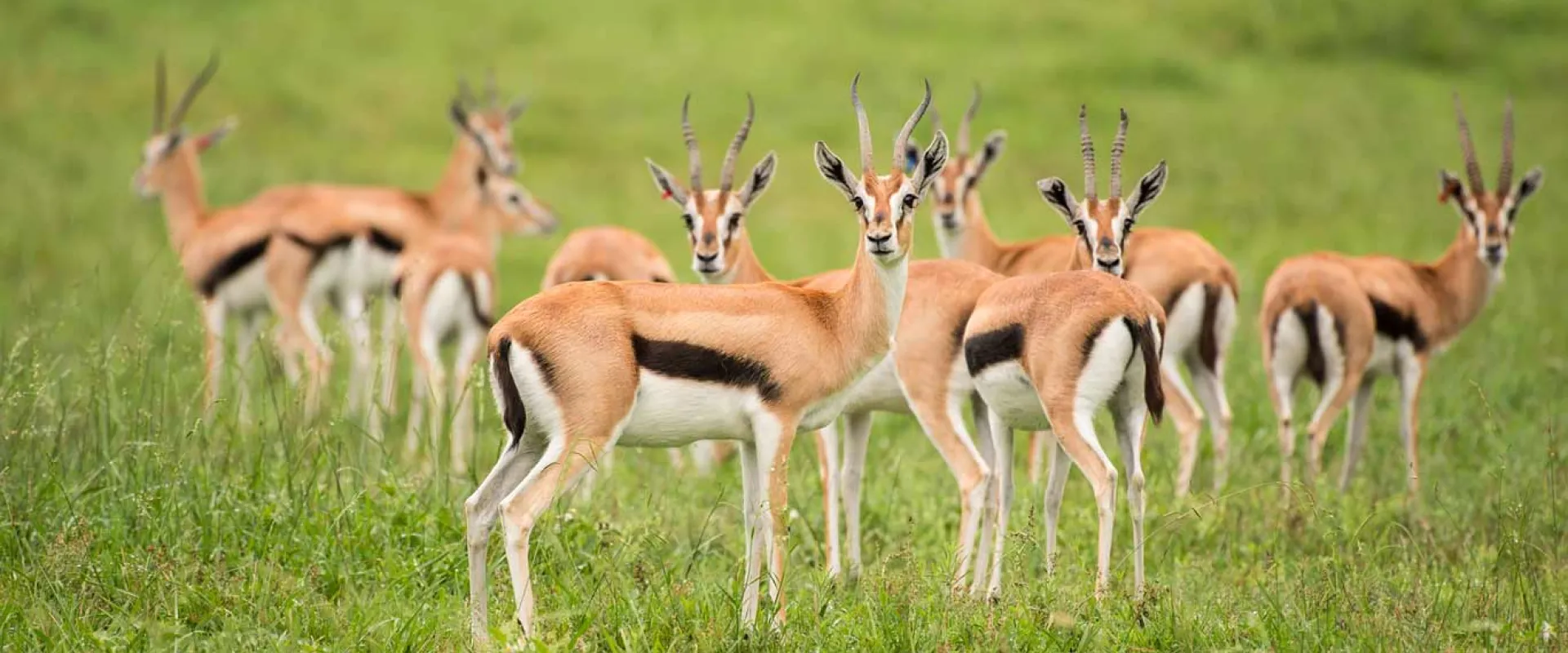 A group of Thompson's gazelles are on a grass field; the small gazelles have tan bodies with a black stripe on the torso and tail, and cream colored belly.