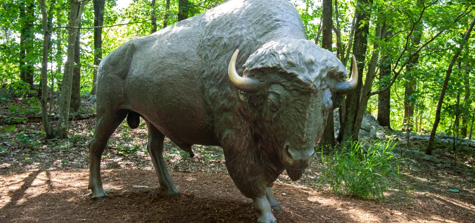 An American Bison in Bronze