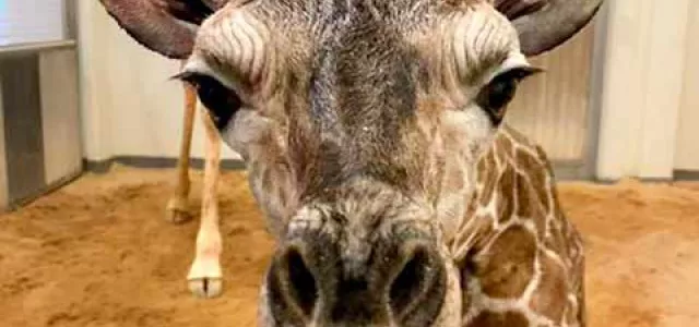 Giraffe baby face close up 