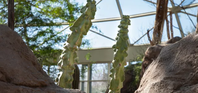 Totem Pole Cactus